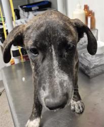 Shelter Stray Female Dog last seen Near BLOCK S I ST, BAKERSFIELD CA 93304, 3951 Fruitvale Ave, Bakersfield, CA 93308, USA
