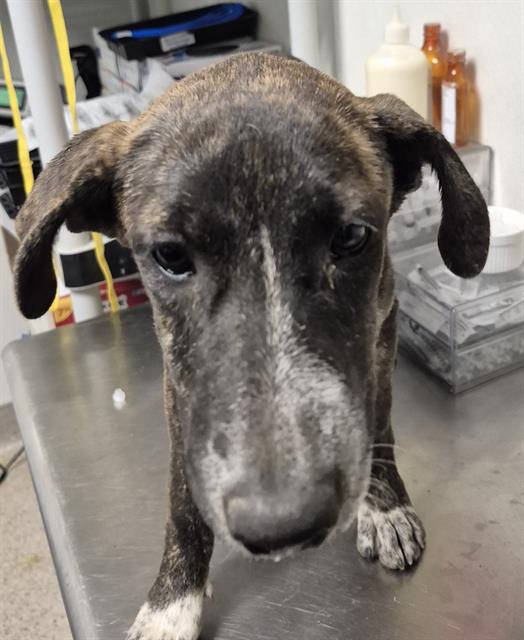 Shelter Stray Female Dog last seen Near BLOCK S I ST, BAKERSFIELD CA 93304, 3951 Fruitvale Ave, Bakersfield, CA 93308, USA