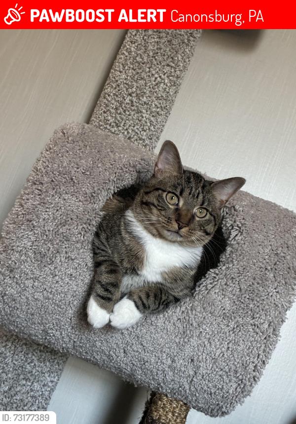 Lost Female Cat last seen North Strabane Park, Canonsburg, PA 15317