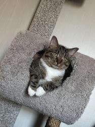 Lost Female Cat last seen North Strabane Park, Canonsburg, PA 15317