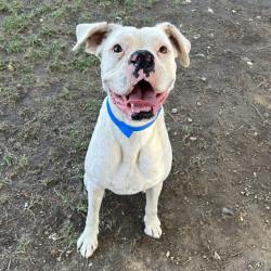 Shelter Stray Male Dog last seen CASA BLANCA NEIGHBORHOOD, RIVERSIDE, CA, 6851 Van Buren Boulevard, Jurupa Valley, CA 92509, USA