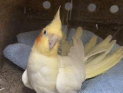 Shelter Stray Male Bird last seen Near BLOCK S 150TH ST, TUKWILA WA 98188, 21615 64th Ave S, Kent, WA 98032, USA