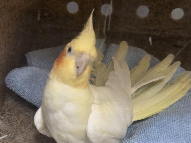 Shelter Stray Male Bird last seen Near BLOCK S 150TH ST, TUKWILA WA 98188, 21615 64th Ave S, Kent, WA 98032, USA