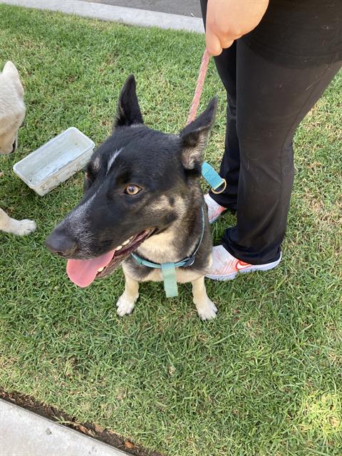 Shelter Stray Male Dog last seen Near BLOCK W 5TH STREET LONG BERACH, CALIFORNIA, 7700 E Spring St, Long Beach, CA 90815, USA