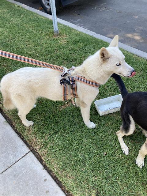 Shelter Stray Female Dog last seen Near BLOCK W 5TH STREET LONG BERACH, CALIFORNIA, 7700 E Spring St, Long Beach, CA 90815, USA