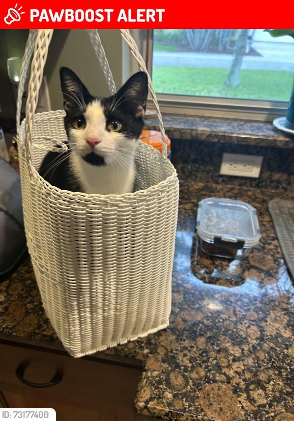 Lost Male Cat last seen Shannon Ave, Melbourne Beach, FL 32951