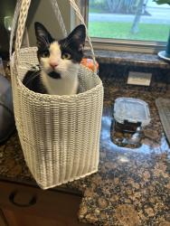 Lost Male Cat last seen Shannon Ave, Melbourne Beach, FL 32951