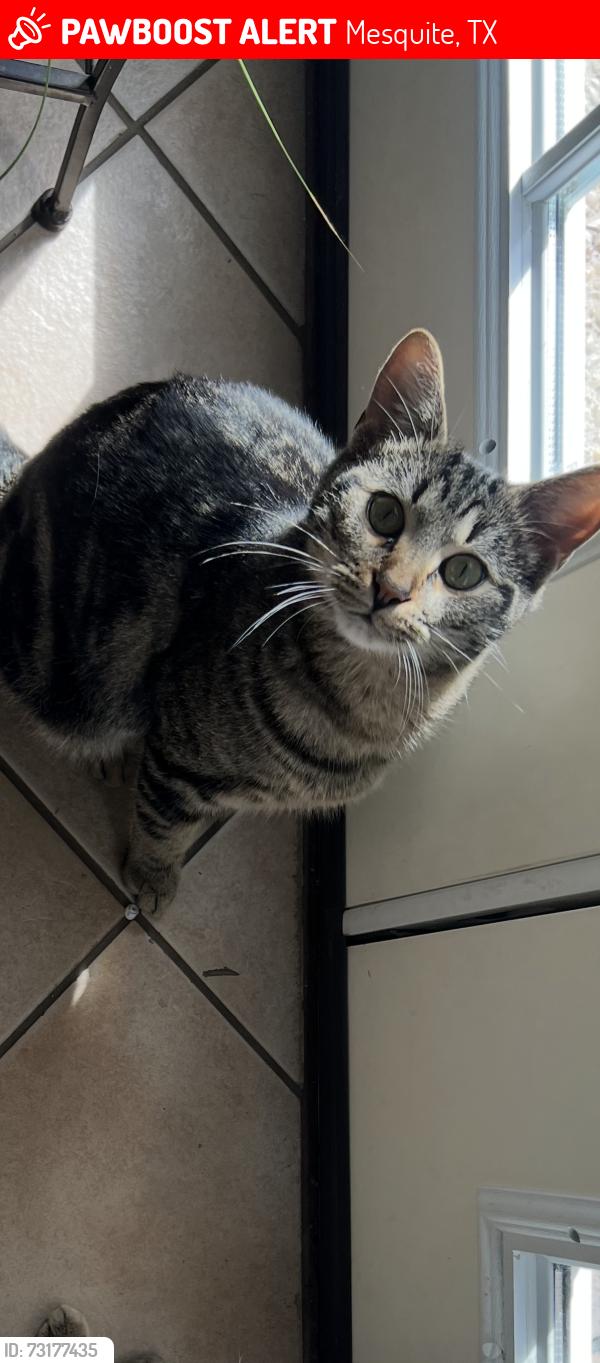 Lost Male Cat last seen Barnes Bridge and Via Del Norte,, Mesquite, TX 75150