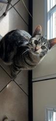Lost Male Cat last seen Barnes Bridge and Via Del Norte,, Mesquite, TX 75150