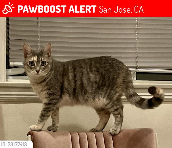Lost Female Cat last seen Cambrian Park Neighborhood, San Jose, CA 95124