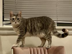 Lost Female Cat last seen Cambrian Park Neighborhood, San Jose, CA 95124