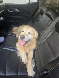 Found/Stray Male Dog last seen Midkiff fannin, Midland, TX 79707