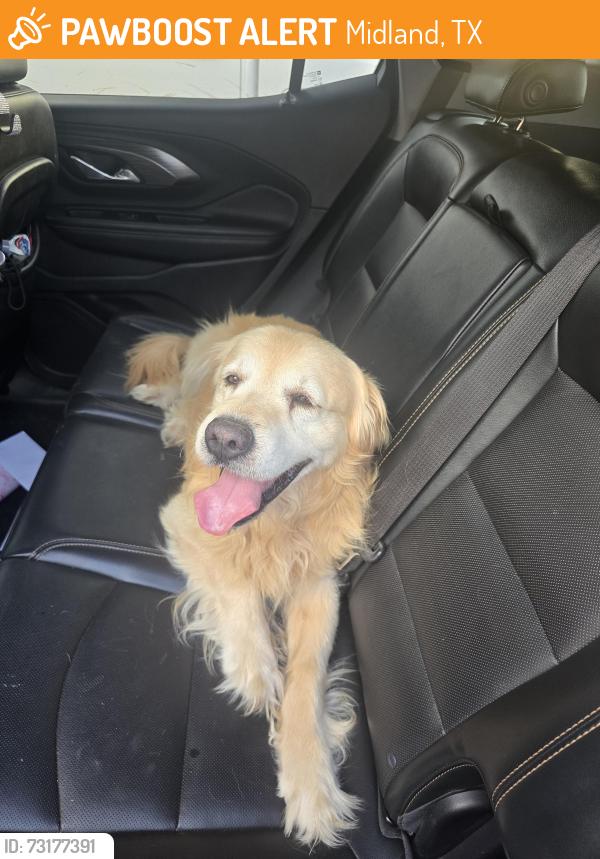 Found/Stray Male Dog last seen Midkiff fannin, Midland, TX 79707