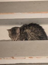 Found/Stray Unknown Cat last seen Kingsway and Greer Dr, Fort Washington, MD 20744