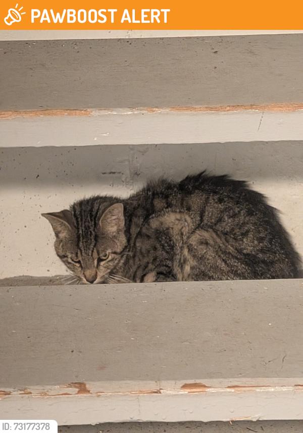 Found/Stray Unknown Cat last seen Kingsway and Greer Dr, Fort Washington, MD 20744