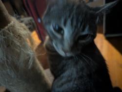 Reunited Female Cat last seen Intersection of Kenwood and Greenbriar, Roanoke, VA 24013