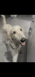 Reunited Male Dog last seen Near 62nd street north, st Pete, fl, 33710, St. Petersburg, FL 33710