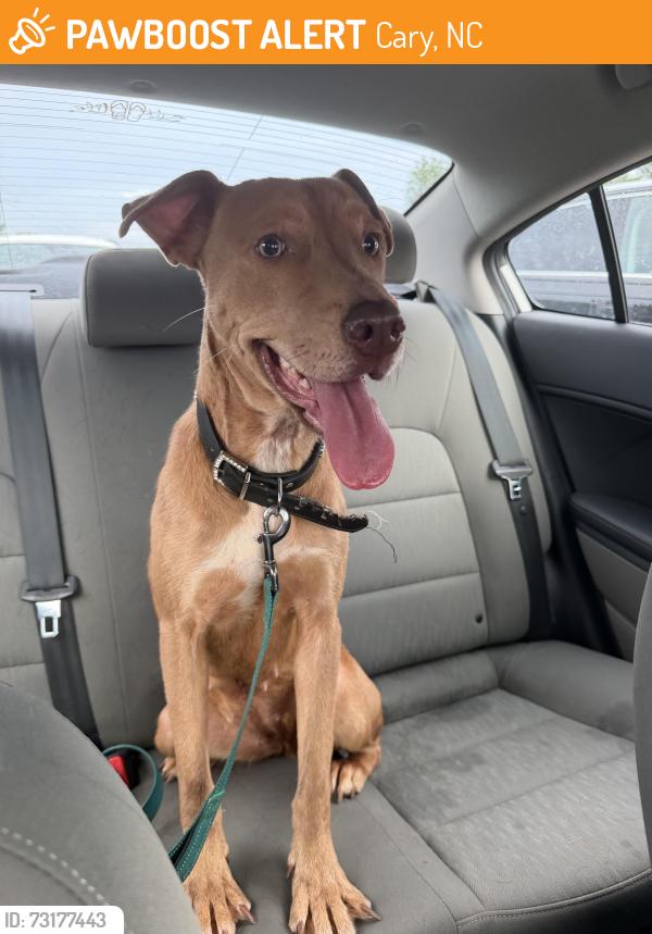 Found/Stray Female Dog last seen Farm gate road, Cary, NC 27511