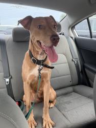 Found/Stray Female Dog last seen Farm gate road, Cary, NC 27511