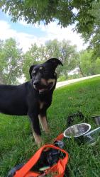 Found/Stray Female Dog last seen Community Reach Center Northglenn, Northglenn, CO 80233