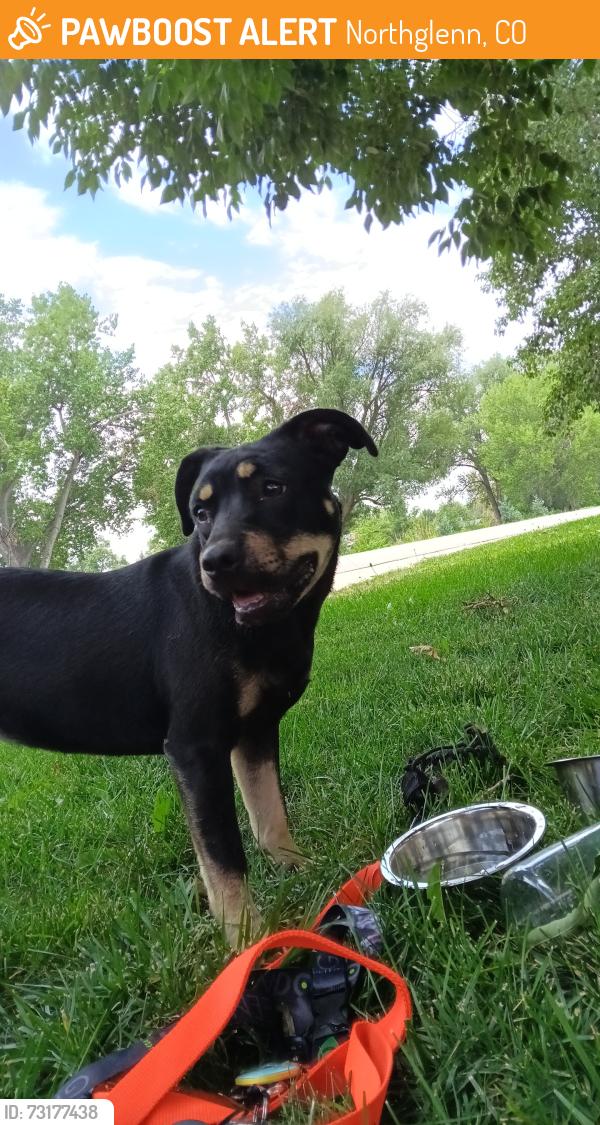 Found/Stray Female Dog last seen Community Reach Center Northglenn, Northglenn, CO 80233