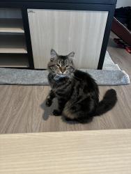 Reunited Male Cat last seen Near Decatur st, Houston, TX 77007