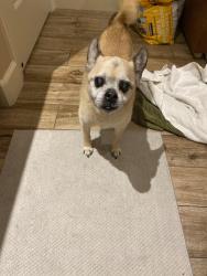 Reunited Male Dog last seen Nevis way And Westport.(Rockhampton two), Boise, ID 83709