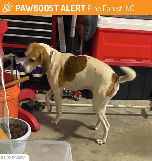 Found/Stray Female Dog last seen Shady grove Elliot bridge rd, Fayetteville, NC 28311