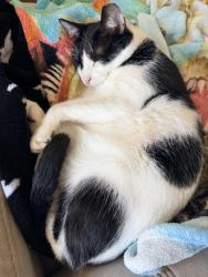 Lost Male Cat last seen University and 57th, Lubbock, TX 79412