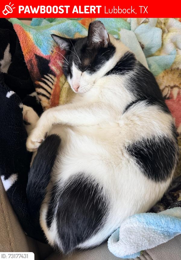 Lost Male Cat last seen University and 57th, Lubbock, TX 79412