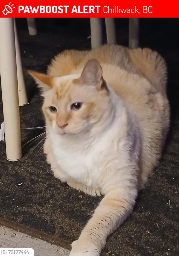 Lost Male Cat last seen Aitchelitz, Chilliwack, BC 