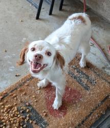 Reunited Female Dog last seen Rider in the VOA, Perris, CA 92571