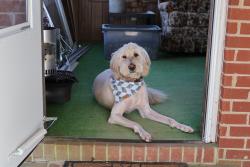 Reunited Male Dog last seen Near summers loop, Reidsville, NC 27320
