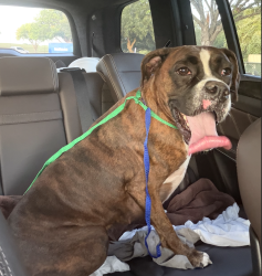 Reunited Female Dog last seen Stassney & Jimmy Clay Sr., Austin, TX 78744