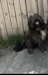 Lost Male Dog last seen Dexter and Davison, Detroit, MI 48238