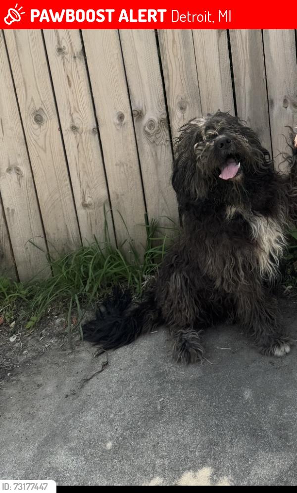 Lost Male Dog last seen Dexter and Davison, Detroit, MI 48238