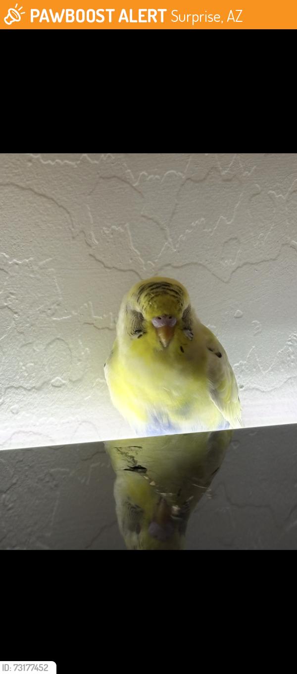 Found/Stray Unknown Bird last seen Verde vista and waddell, Surprise, AZ 85388