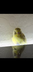 Found/Stray Unknown Bird last seen Verde vista and waddell, Surprise, AZ 85388