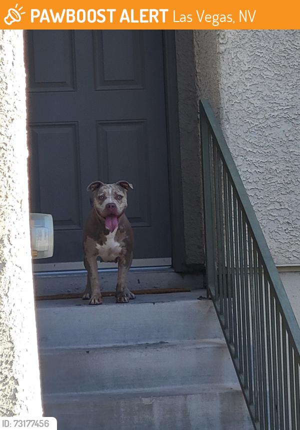 Found/Stray Female Dog last seen Grand Canyon and Gilcrease, Las Vegas, NV 89149