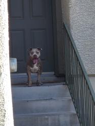Found/Stray Female Dog last seen Grand Canyon and Gilcrease, Las Vegas, NV 89149