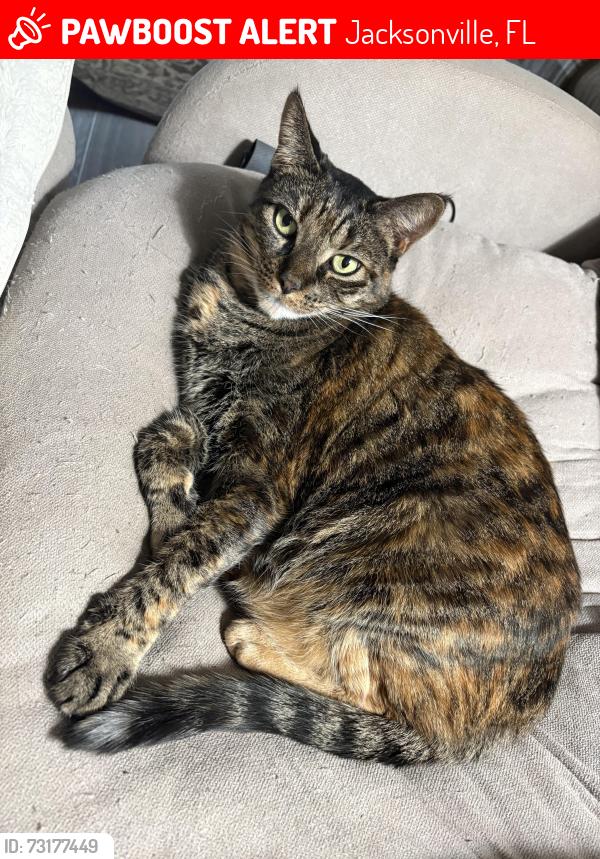 Lost Female Cat last seen Near arching branch circle, Jacksonville, FL 32258