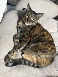 Lost Female Cat last seen Near arching branch circle, Jacksonville, FL 32258