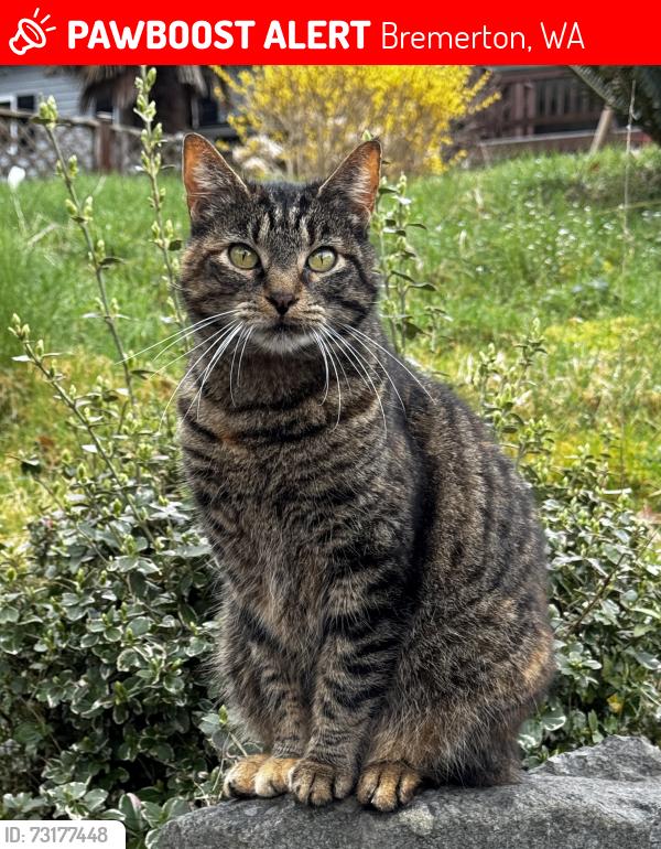 Lost Female Cat last seen Meadowdale, Bremerton, WA 98311
