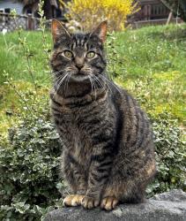 Lost Female Cat last seen Meadowdale, Bremerton, WA 98311