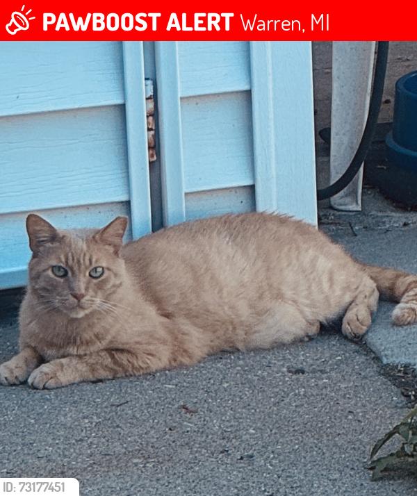 Lost Male Cat last seen Common between Ryan and Dequindre, Warren, MI 48092