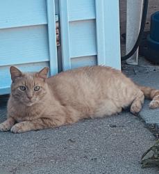 Lost Male Cat last seen Common between Ryan and Dequindre, Warren, MI 48092
