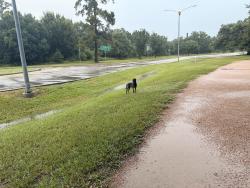 Found/Stray Unknown Dog last seen The roundabout at the north of memorial loop: there’s an opening in the gate for construction, the dog went into the construction area and continued west-southwest, Houston, TX 77007