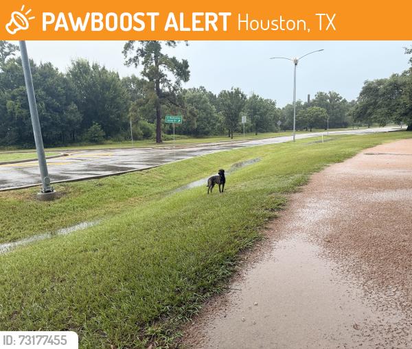 Found/Stray Unknown Dog last seen The roundabout at the north of memorial loop: there’s an opening in the gate for construction, the dog went into the construction area and continued west-southwest, Houston, TX 77007