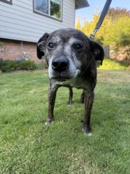 Reunited Male Dog last seen NE 47th Ave and NE Going, Portland, OR 97218