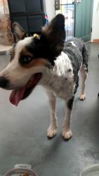 Found/Stray Male Dog last seen Country Club and 22nd street, Tucson, AZ 85716